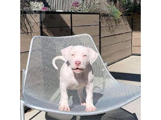 Pitbull